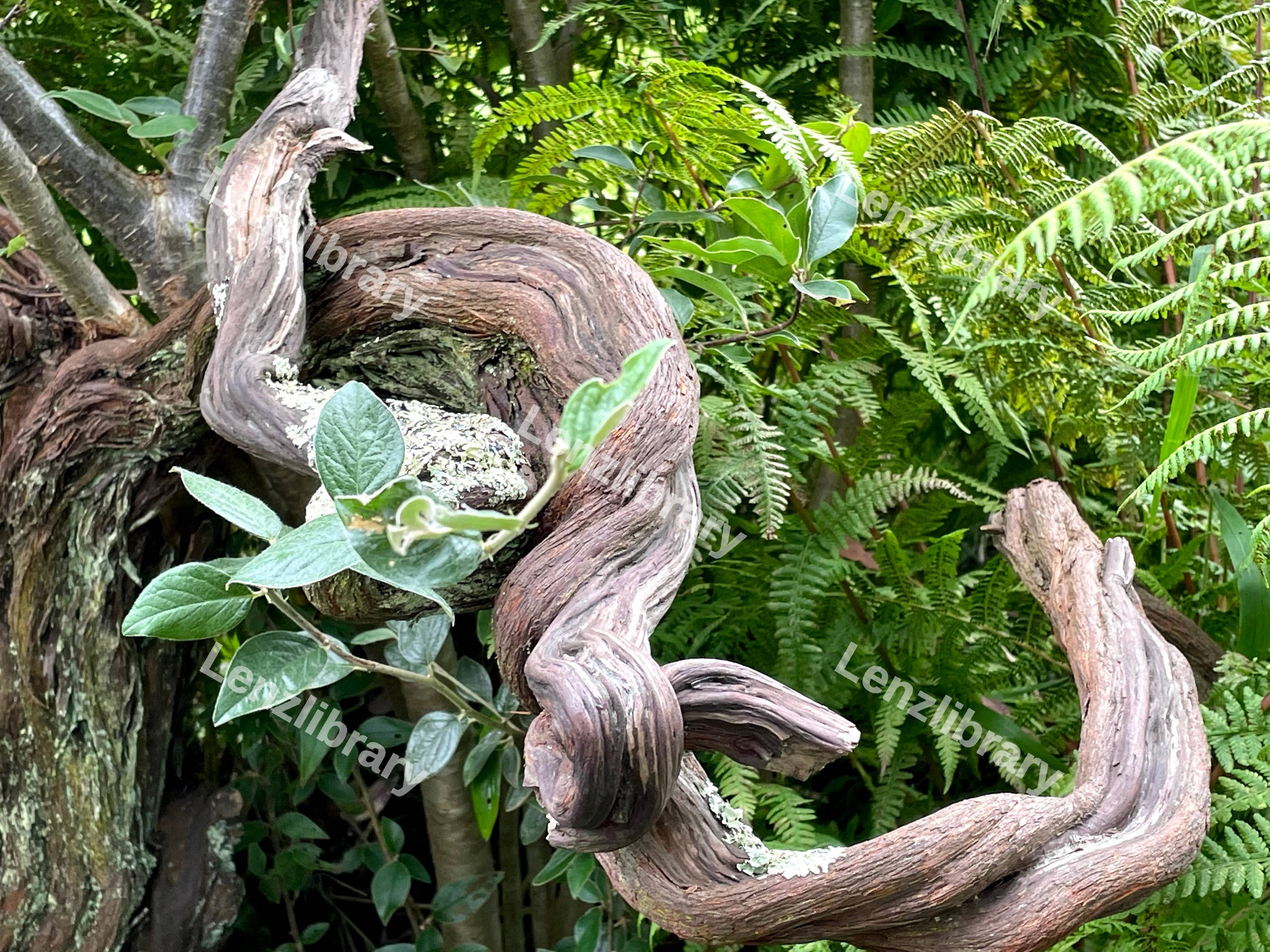 Plants And Foliage